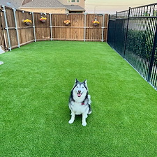 Paw-Perfect-Play-Area-Pet-Friendly-Artificial-Turf-Installation-in-Garland-TX 4